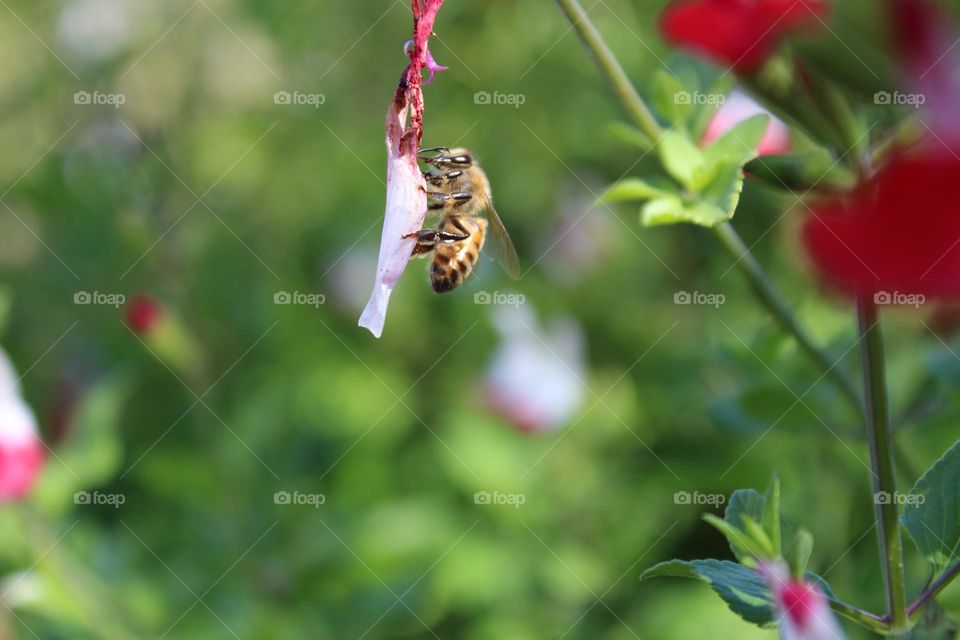 Bee