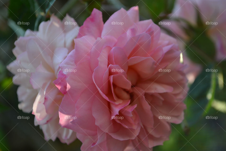 Lovely Soft Pink Flower