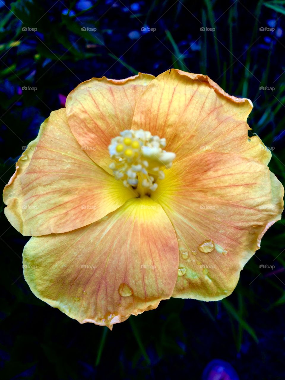 Water Droplets on Hibiscus 