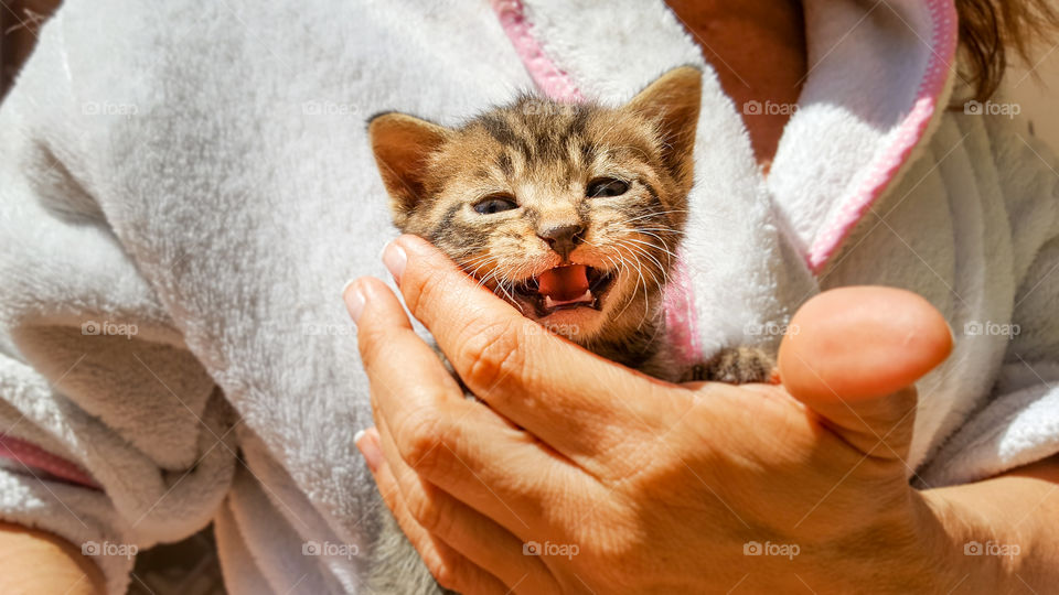 a 3-weeks-cat was meowing beacuse the owner touch him