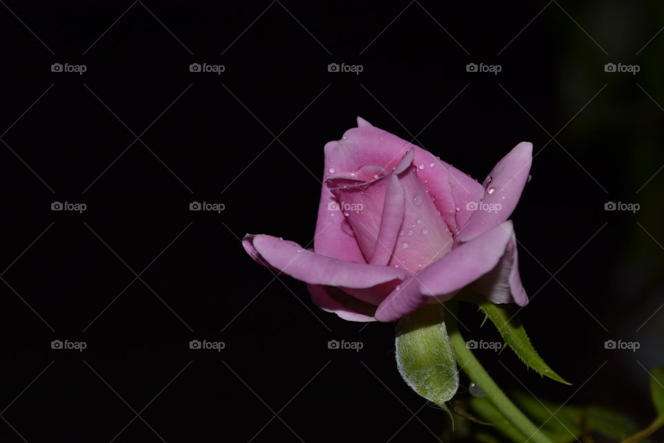 CUTE BABY ROSE