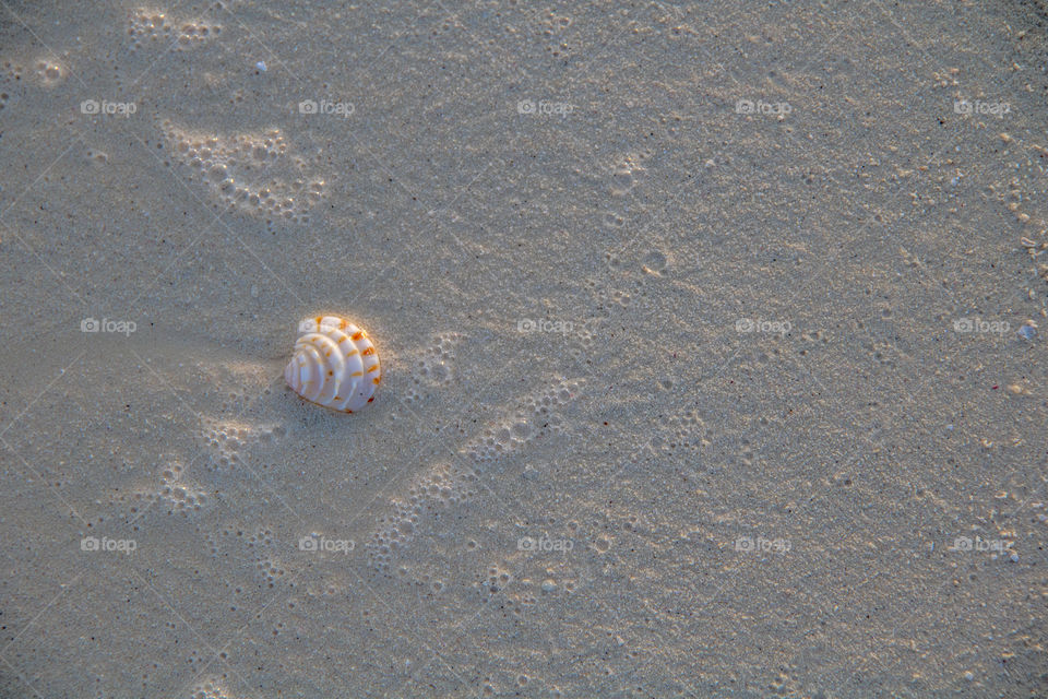 Seashell at sunrise 