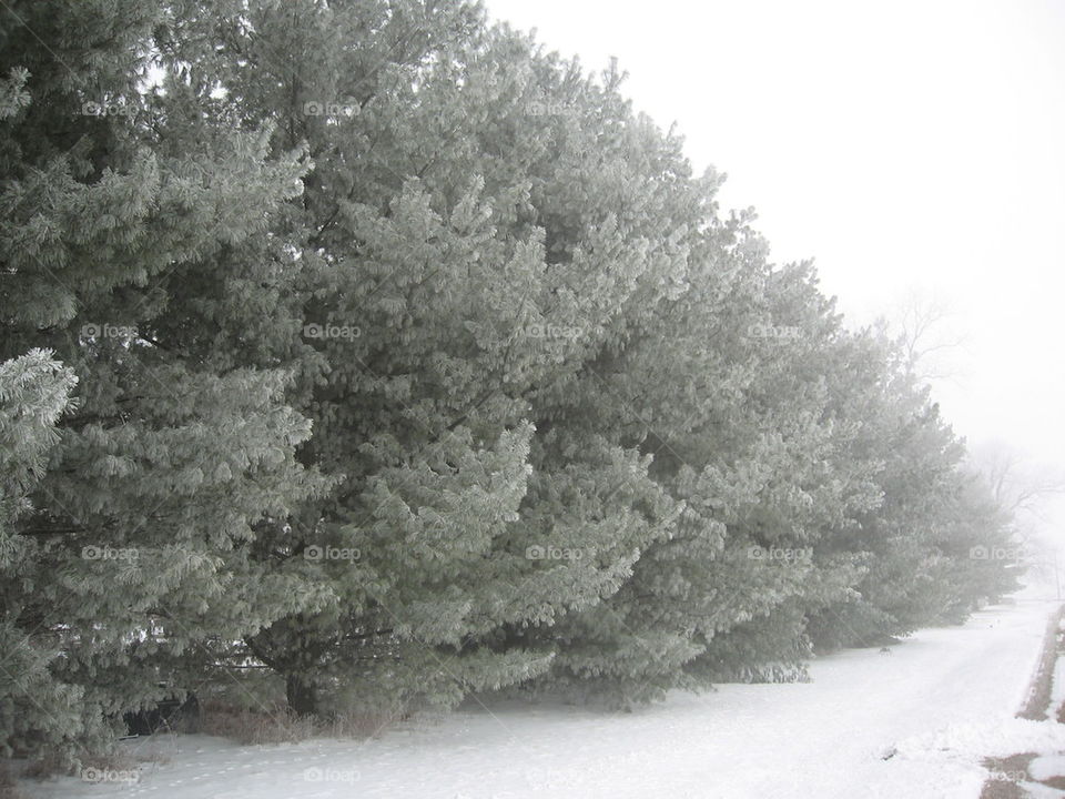 iced pine tree