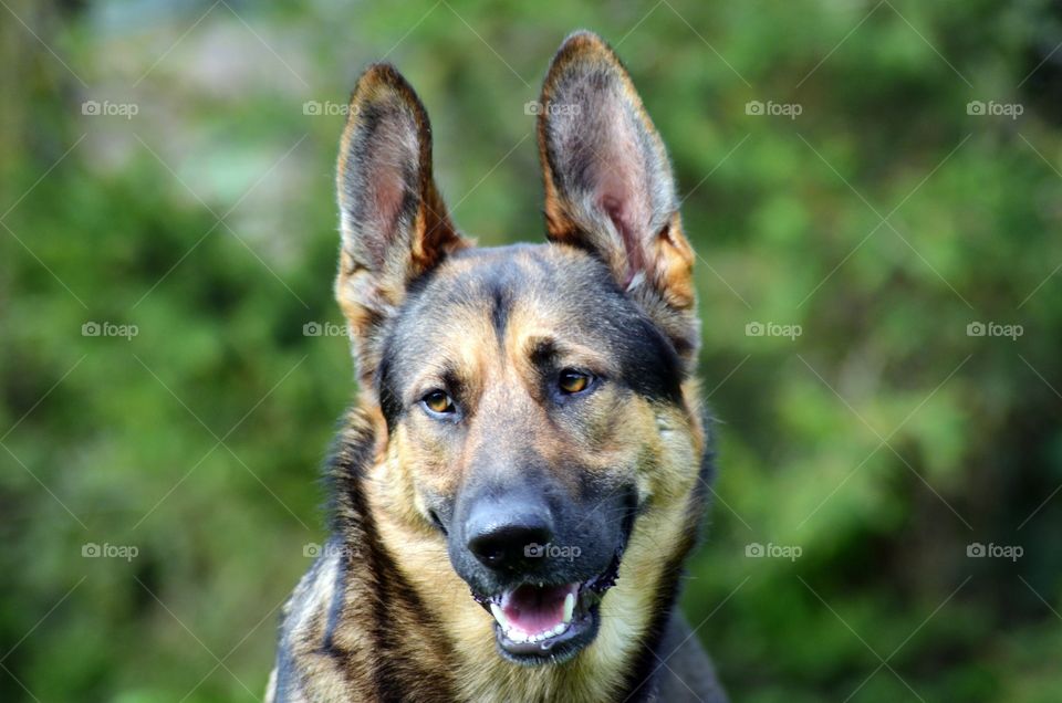 German Shepherd