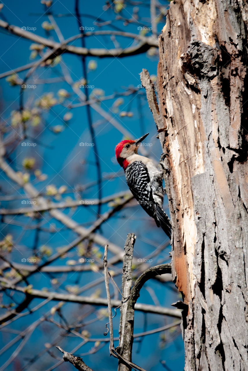 Red headed woodpecker on tree with turquoise sky.
