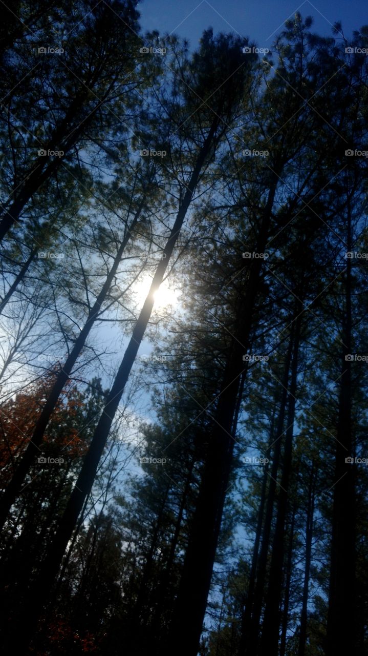 Tree, Wood, No Person, Nature, Dawn