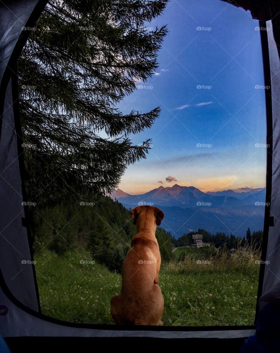 camping with dog on a summer evening in the alps.