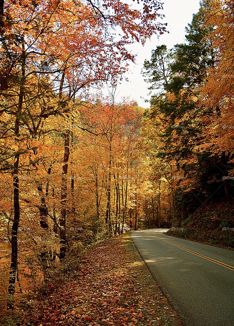 Color vs Black and White by Foap Missions - Colorful and tall hardwood trees show their splendor as we drive down the highway. 