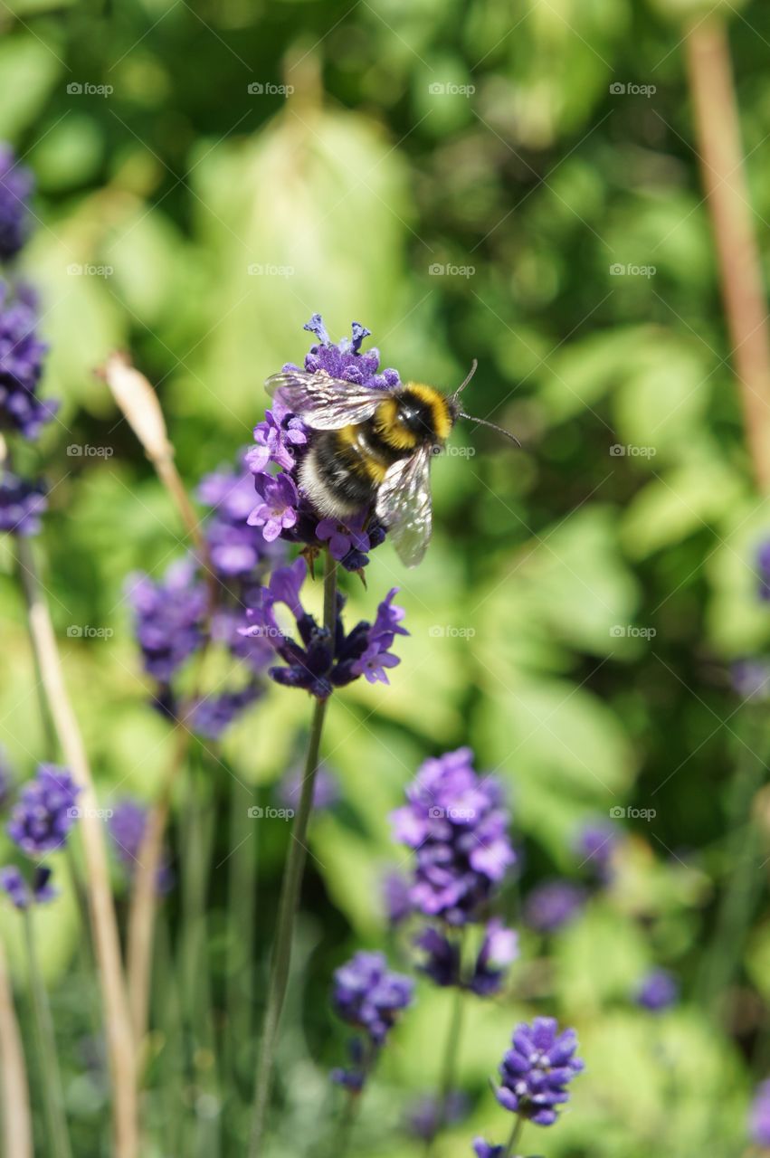 Honeybee on purple flower