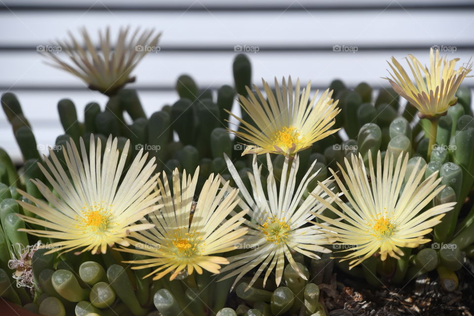 baby toes blooming