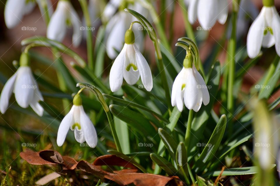 Snowdrops