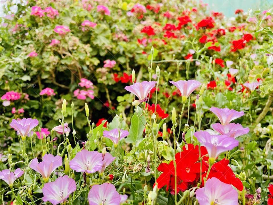 Pink and red flowers in a garden 