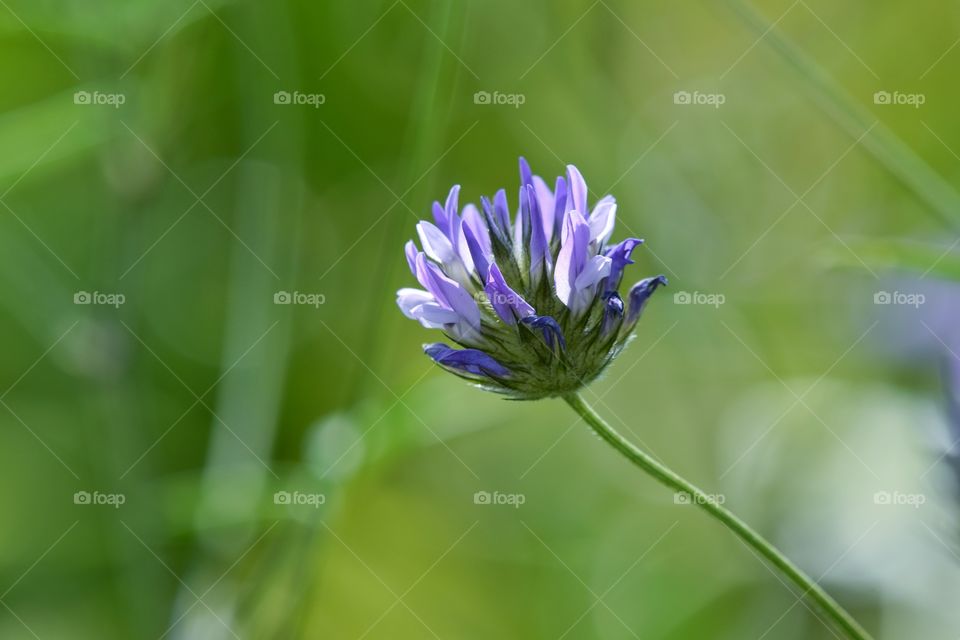 Purple flower