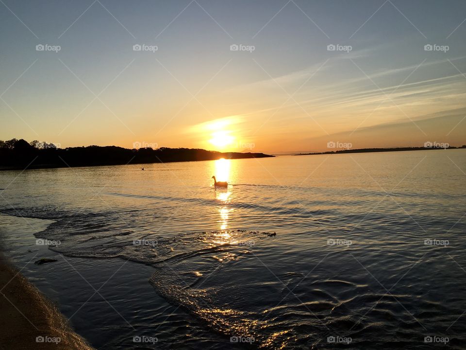 Duck bathing on sunrise