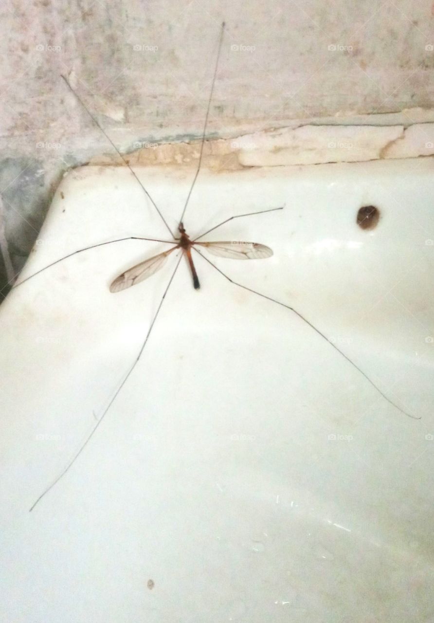 An insect on the basin which have very long leg.