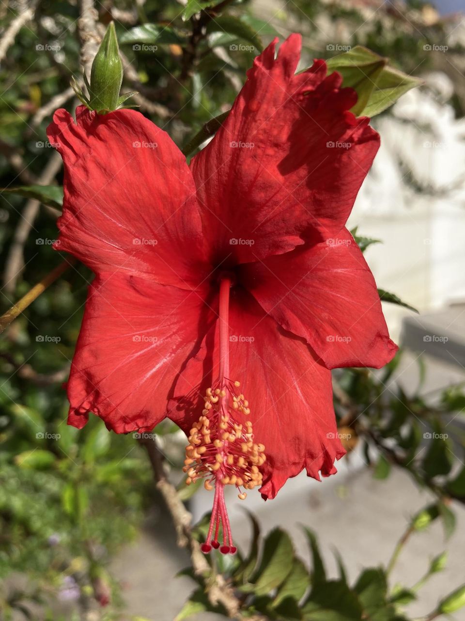 🌹 🇺🇸 Very beautiful flowers to brighten our day.  Live nature and its beauty. Did you like the delicate petals? / 🇧🇷 Flores muito bonitas para alegrar nosso dia. Viva a natureza e sua beleza. Gostaram das pétalas delicadas? 
