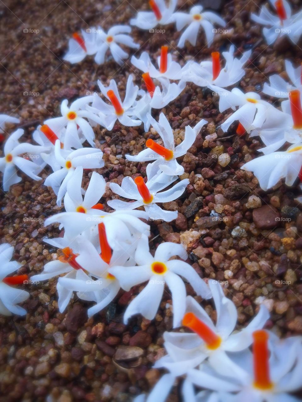 This is a image of sepalika flowers. These flowers blooming at the midnight and they are so   beautiful and fragrant. These flowers are laying at the ground .You can se the stalk of the flowers are orange in colour.