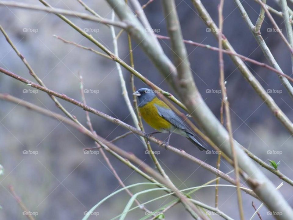 pájaro en las ramas