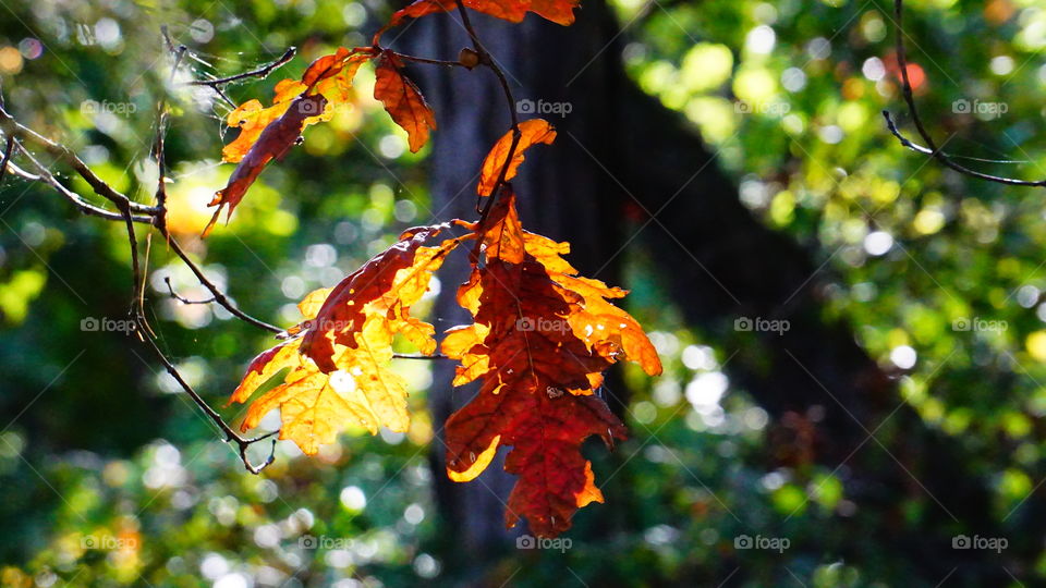 Leaf, Tree, Nature, Fall, Flora