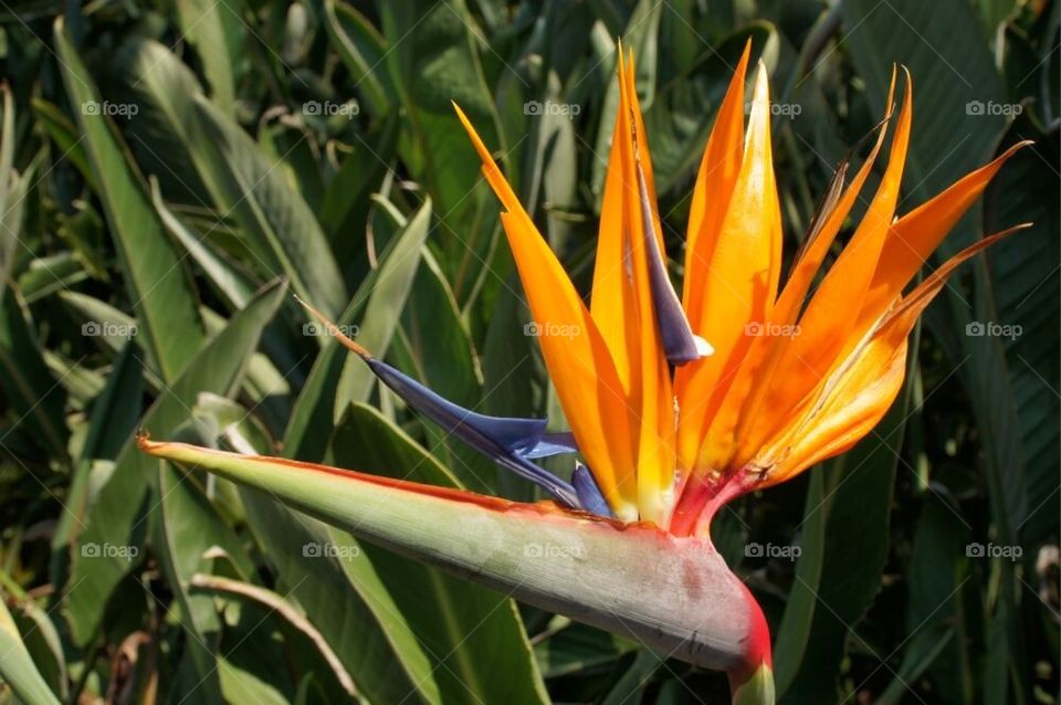 Bird of paradise flower