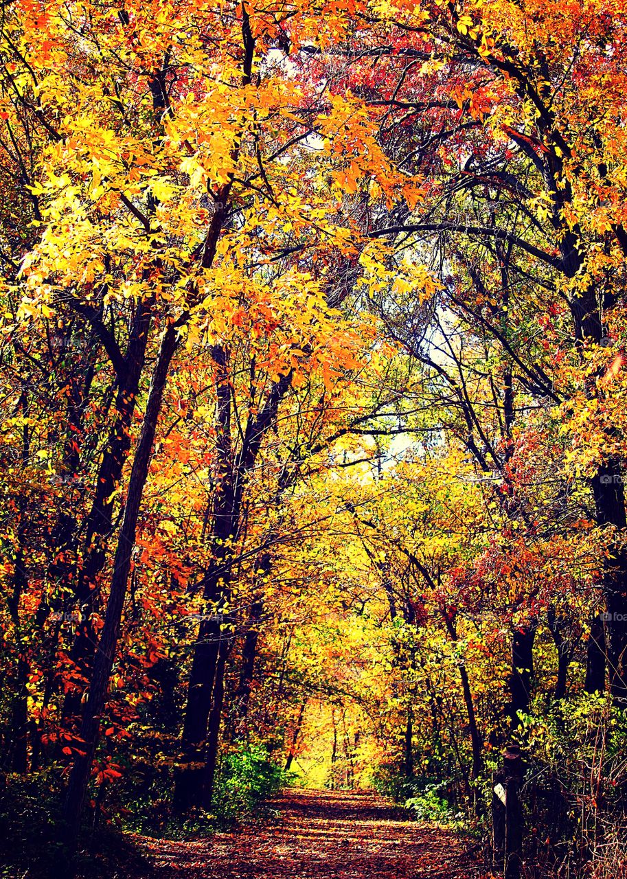 Walking Trail in Autumn