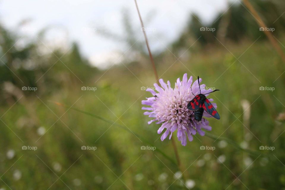 Butterfly's and ladybug's lovechild.