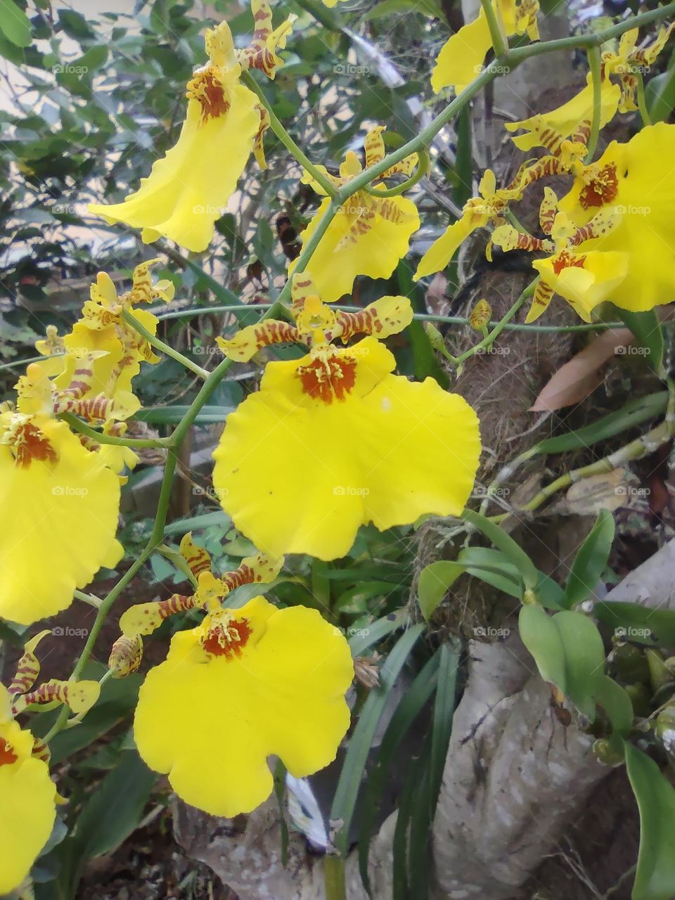 orquídea