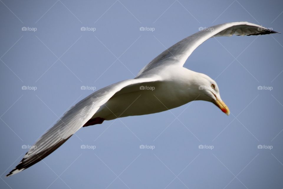 Seagull 