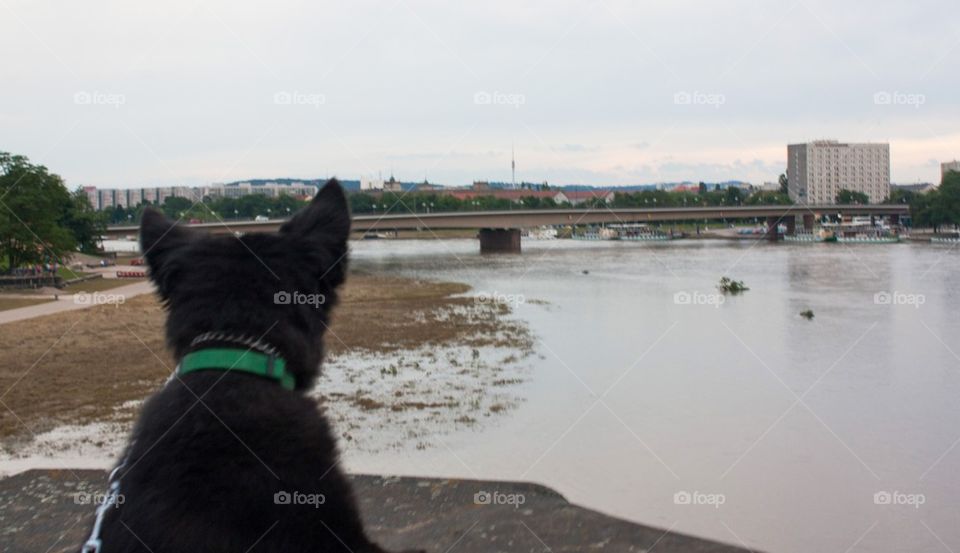 Dog looking at the flood 