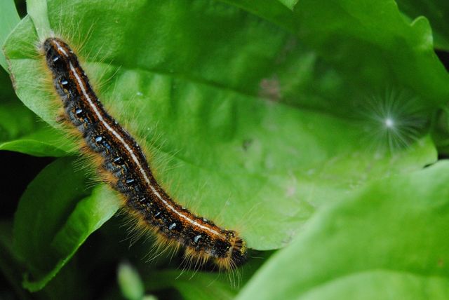 Little friend