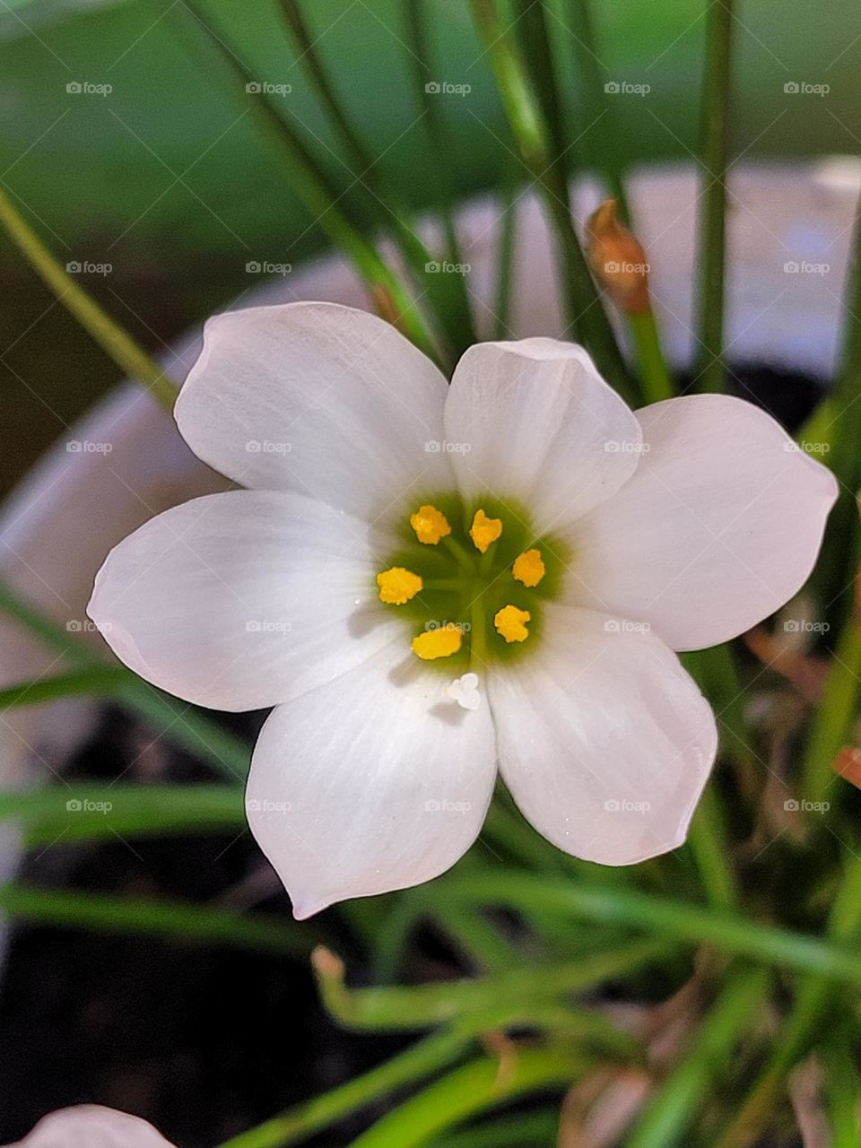 la flor blanca