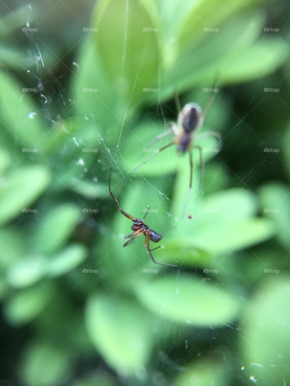 Two spiders in web