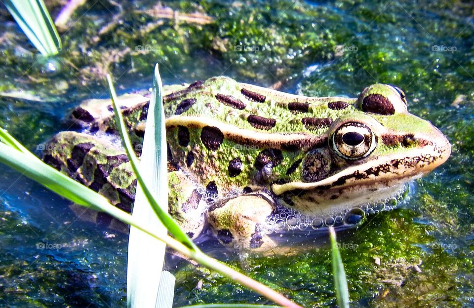 Leopard frog