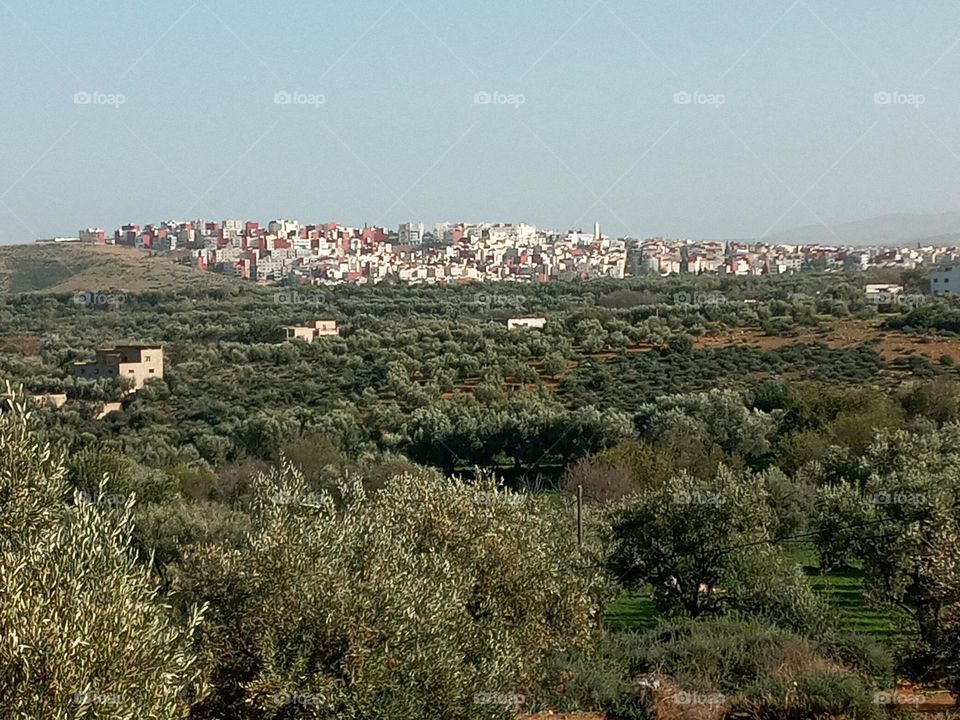 Population between olives trees