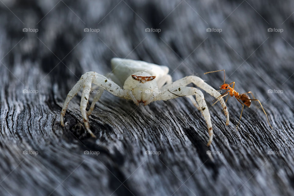 Friendship on the Spring between white spider and the ant.