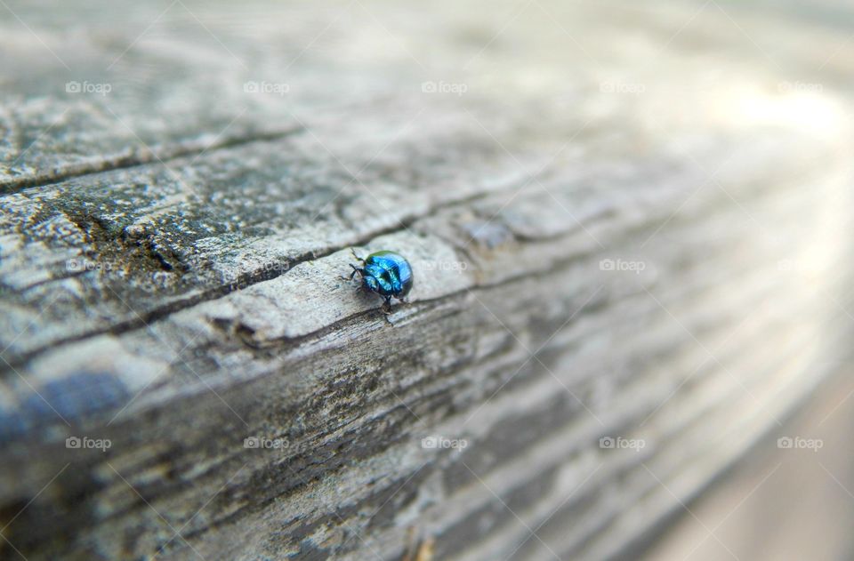 A blue bug travels across wood 