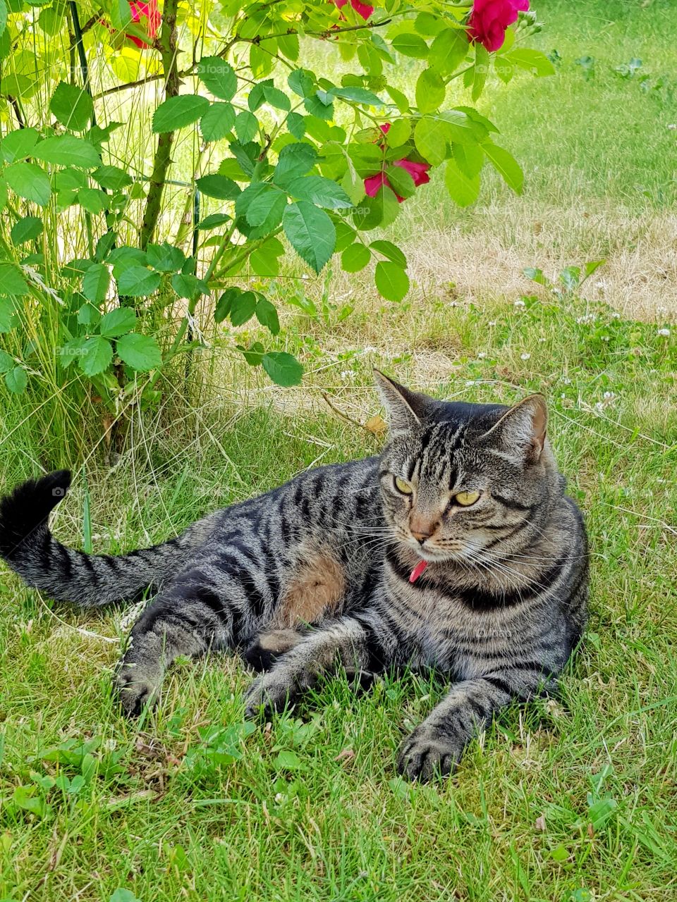 cat under rosescat under rosees