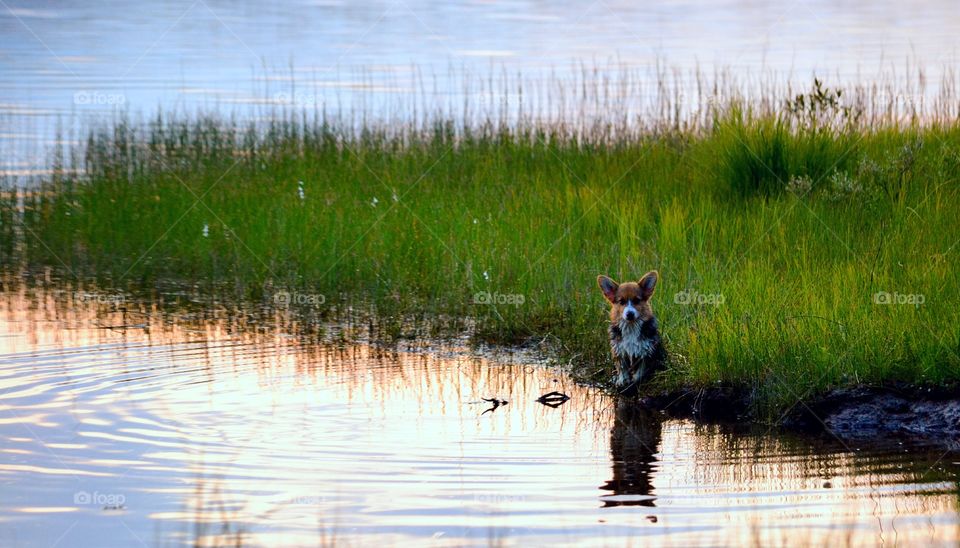 Dog sitting near lake