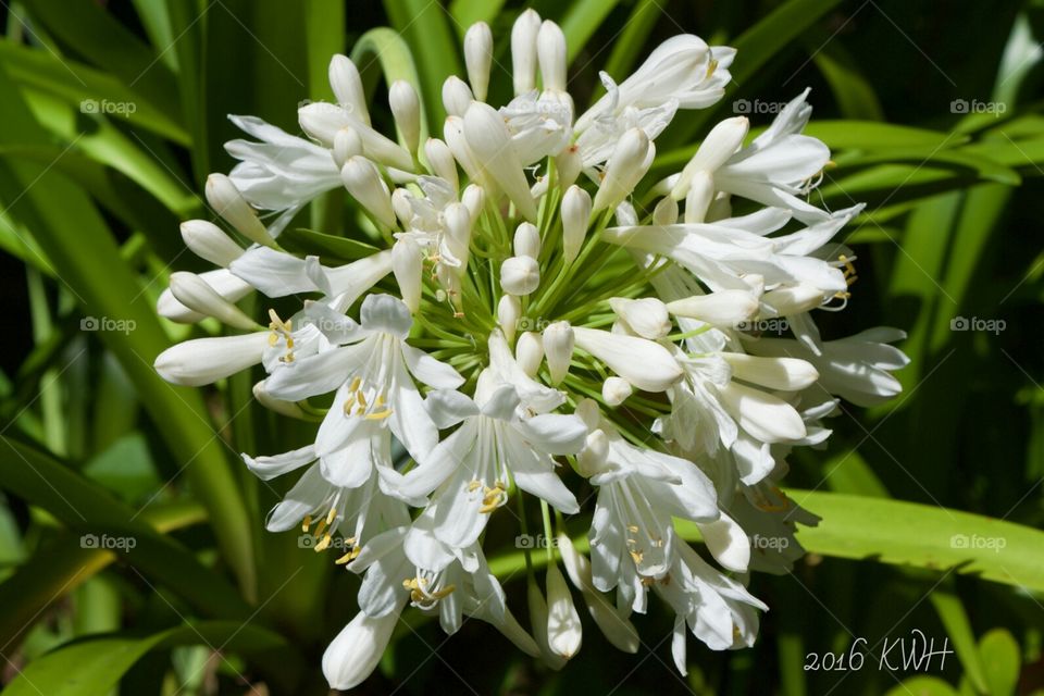 Garden White Agapanthus Flowers