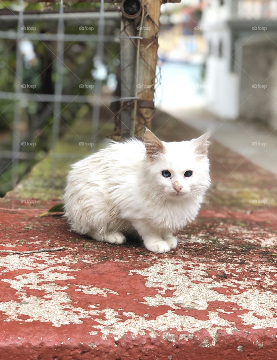 Cat roaming around 