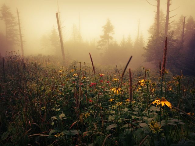 Field of Flowers