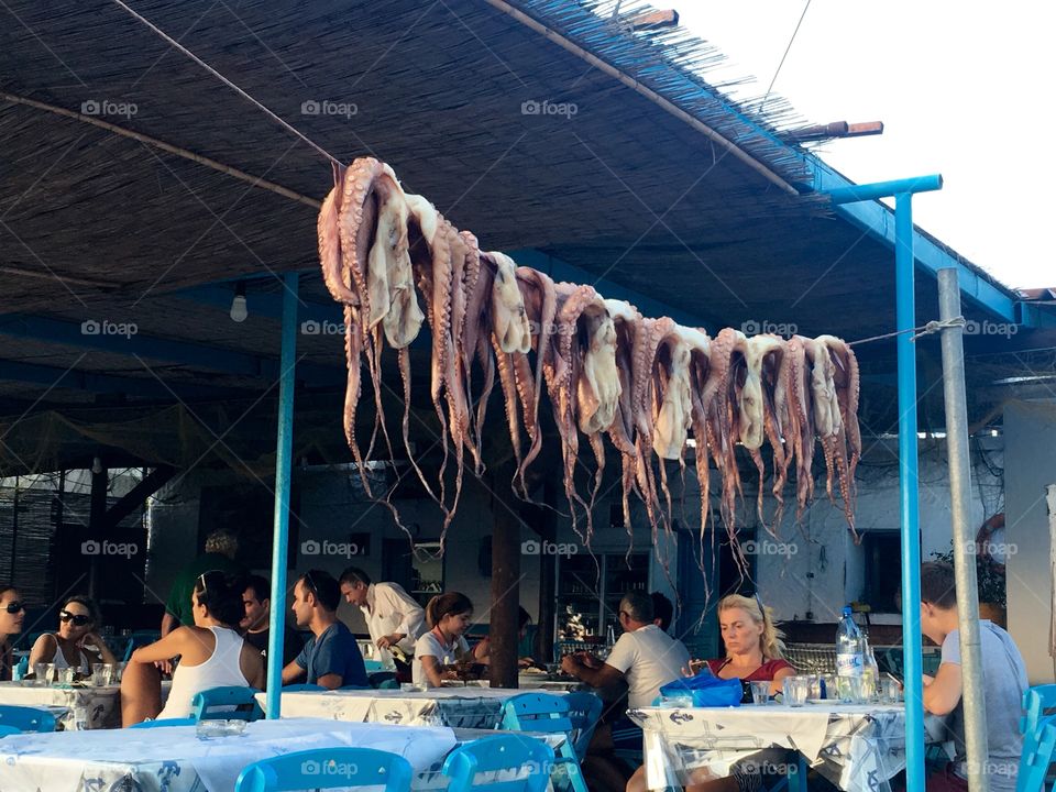 Drying Octopus