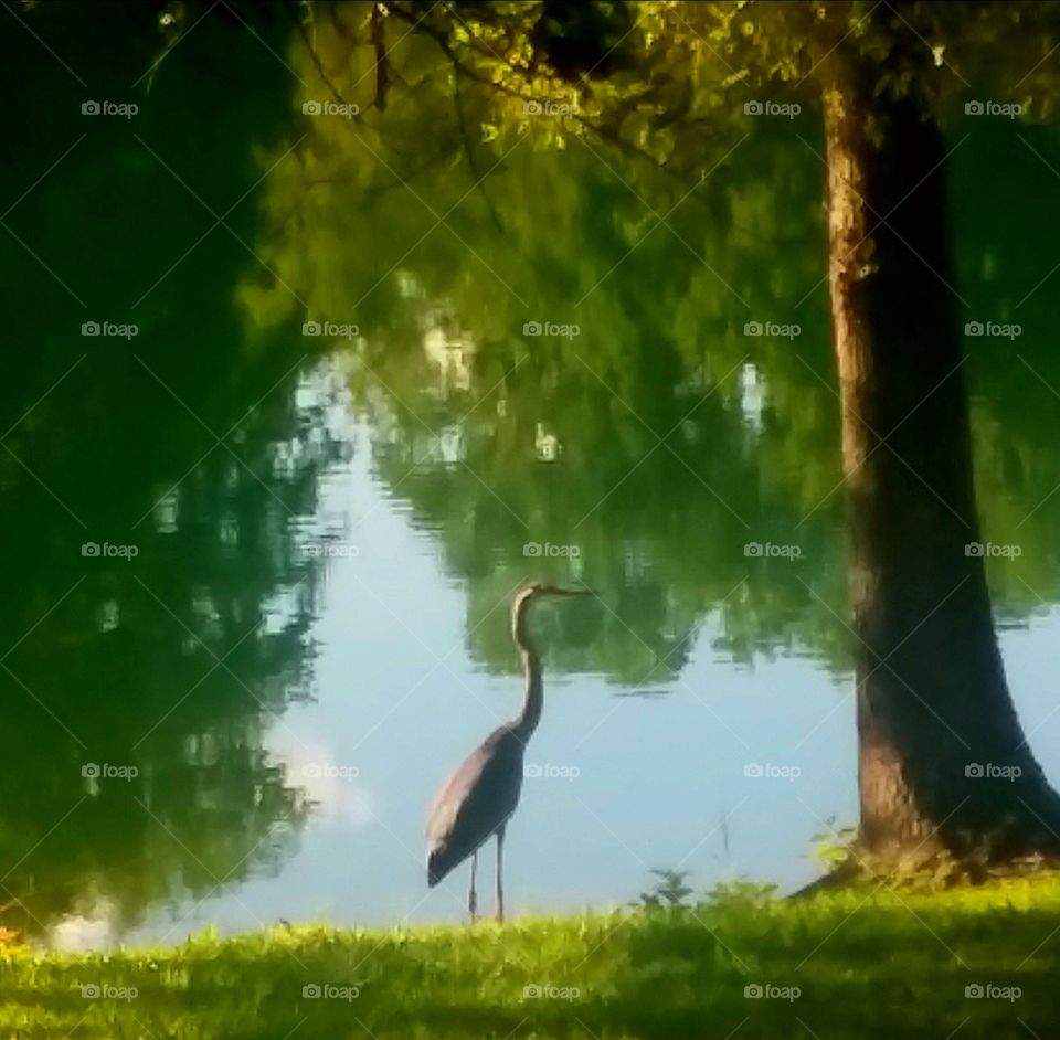 heron by the pond