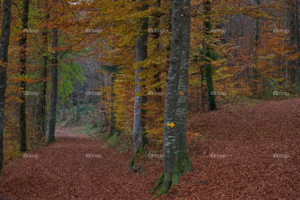 Autumn in the forest