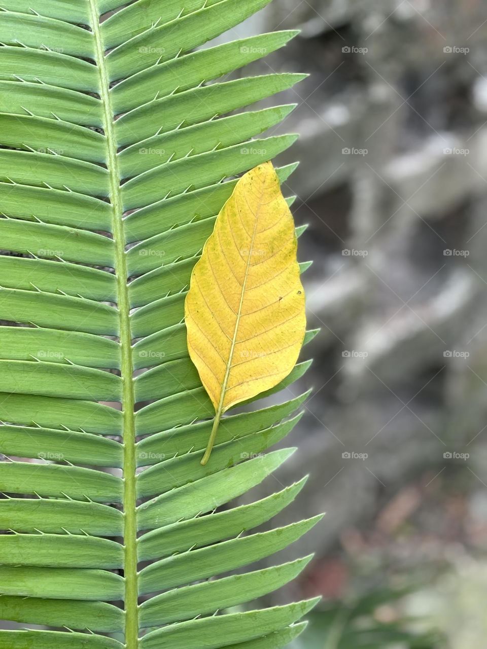 The generation match!