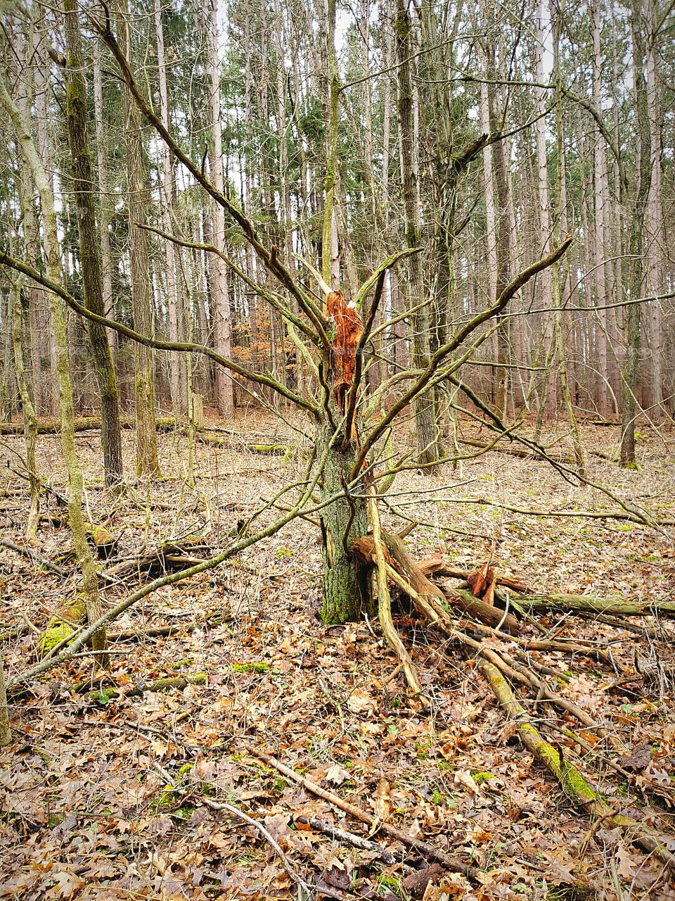 bare tree in the woods