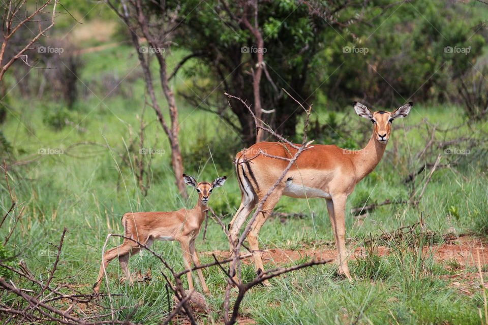 Beautiful baby and mother impala captured in Pilanesberg National Park, South Africa