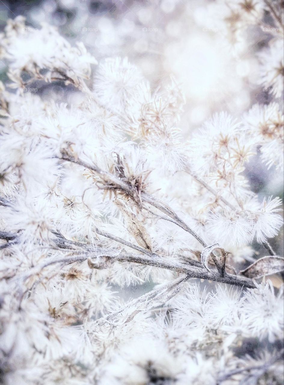 Fluffy White Weed