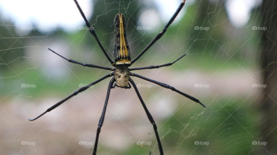 The Nephila pilipes spider is one of the largest types of spiders and is known in Indonesia under the names weaver spider, golden ball weaver spider, golden ball web spider