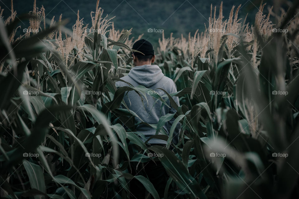 hiding in the corn field